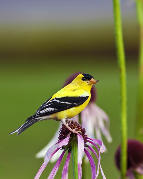 Yellow bird with black wing and head markings and orange beak perched on a purple coneflower.